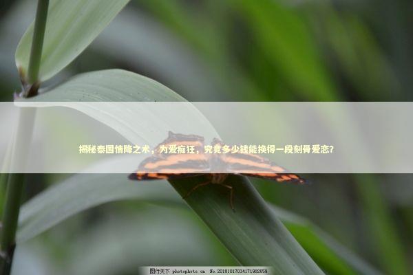揭秘泰国情降之术，为爱痴狂，究竟多少钱能换得一段刻骨爱恋？